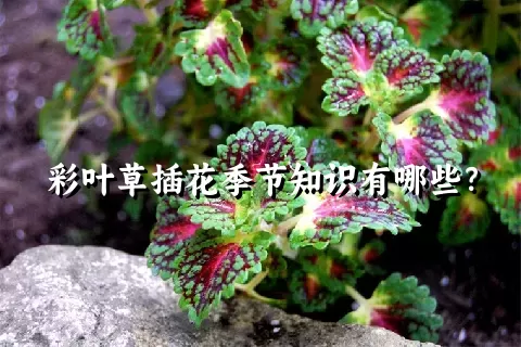 彩叶草插花季节知识有哪些？