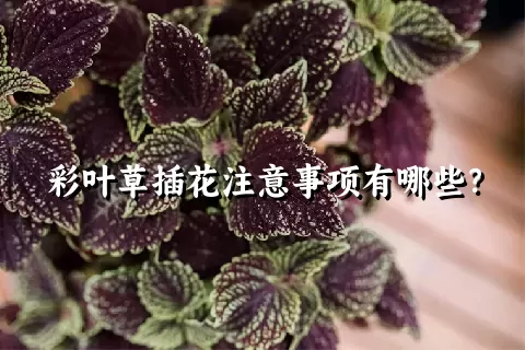 彩叶草插花注意事项有哪些？