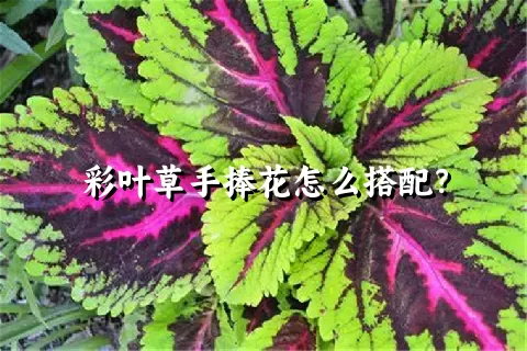 彩叶草手捧花怎么搭配？