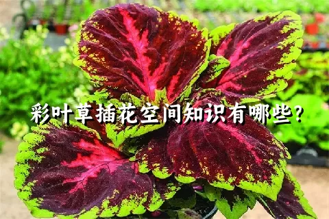 彩叶草插花空间知识有哪些？