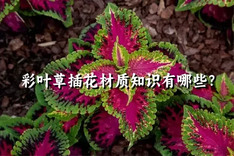 彩叶草插花材质知识有哪些？