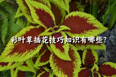 彩叶草插花技巧知识有哪些？