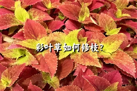 彩叶草如何修枝？