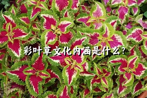 彩叶草文化内涵是什么？