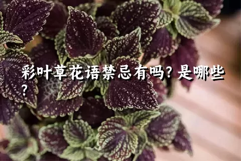 彩叶草花语禁忌有吗？是哪些？