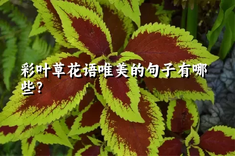 彩叶草花语唯美的句子有哪些？