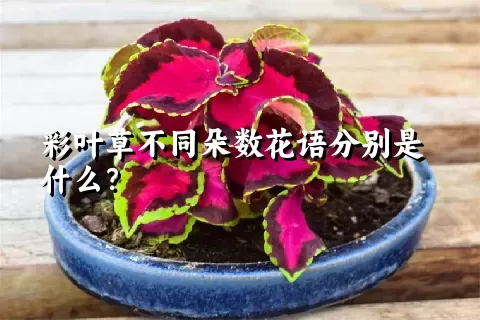 彩叶草不同朵数花语分别是什么？