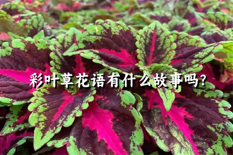 彩叶草花语有什么故事吗？