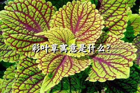 彩叶草寓意是什么？