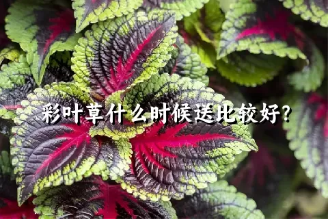 彩叶草什么时候送比较好？