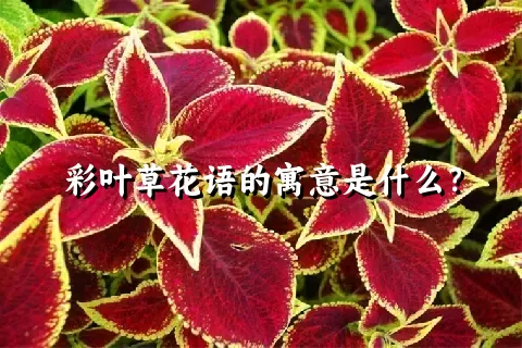 彩叶草花语的寓意是什么？