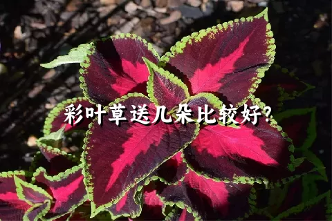 彩叶草送几朵比较好？