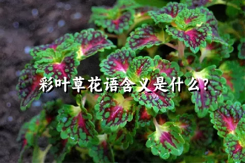 彩叶草花语含义是什么？