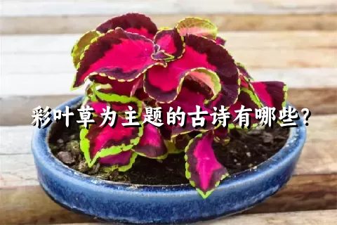 彩叶草为主题的古诗有哪些？