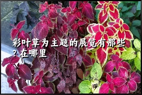 彩叶草为主题的展览有那些？在哪里