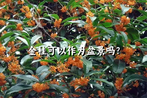 金桂可以作为盆景吗？