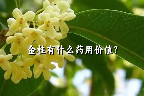 金桂有什么药用价值？