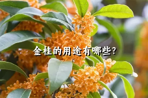 金桂的用途有哪些？