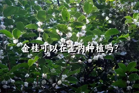 金桂可以在室内种植吗？