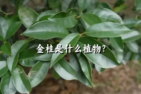 金桂是什么植物？