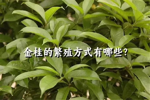 金桂的繁殖方式有哪些？