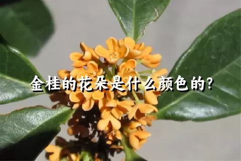 金桂的花朵是什么颜色的？