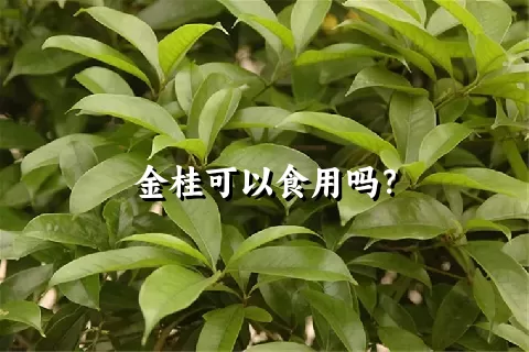 金桂可以食用吗？