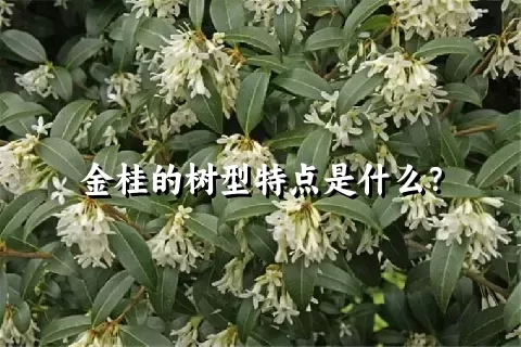 金桂的树型特点是什么？