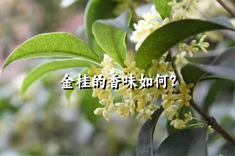 金桂的香味如何？