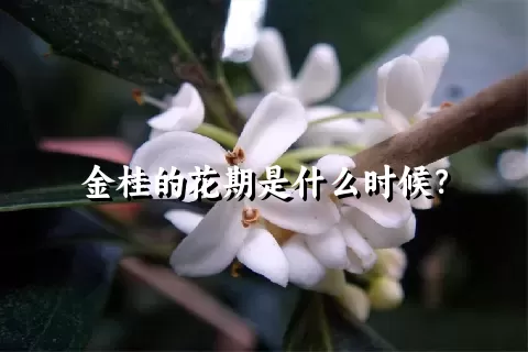 金桂的花期是什么时候？