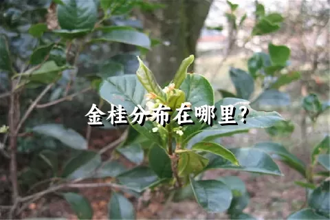 金桂分布在哪里?