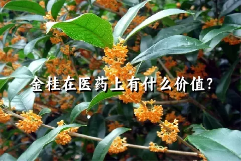 金桂在医药上有什么价值？