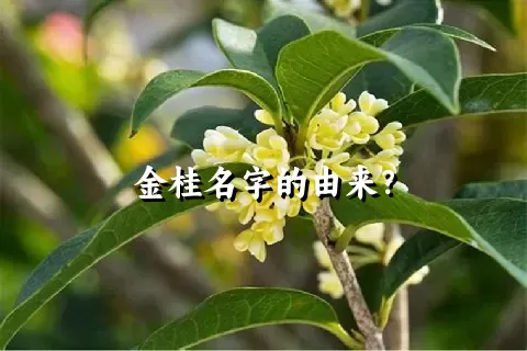 金桂名字的由来？