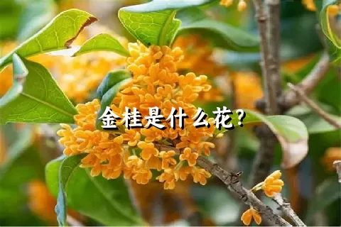 金桂是什么花？