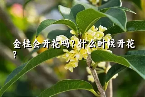 金桂会开花吗？什么时候开花？