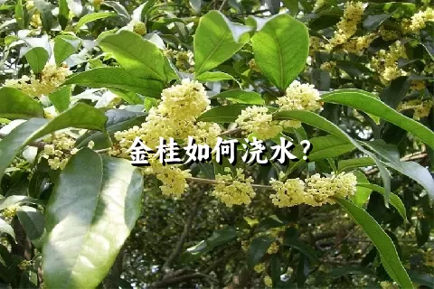 金桂如何浇水？