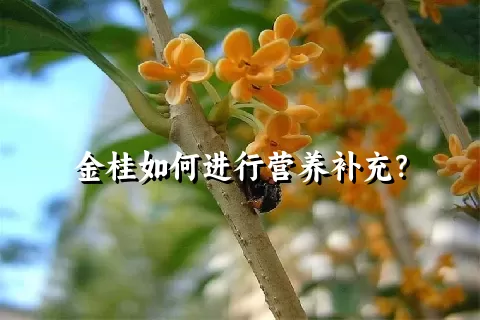 金桂如何进行营养补充？