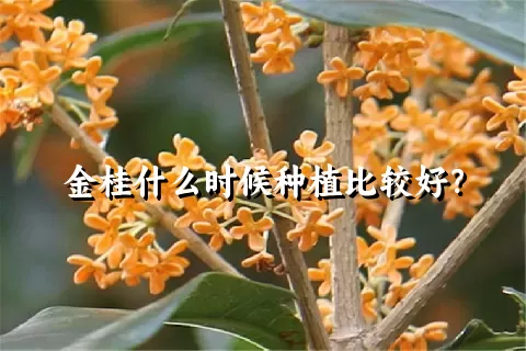 金桂什么时候种植比较好？