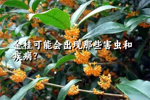 金桂可能会出现那些害虫和疾病？