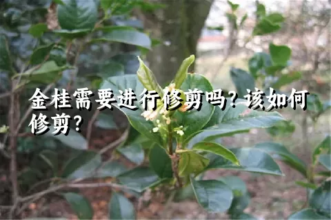 金桂需要进行修剪吗？该如何修剪？