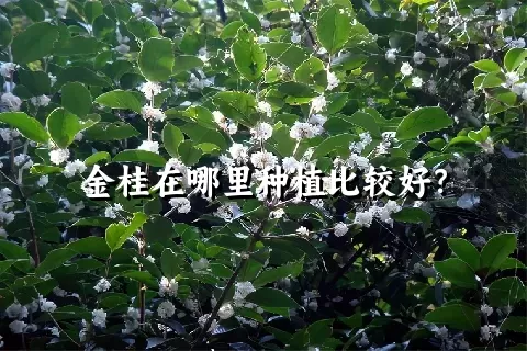 金桂在哪里种植比较好？