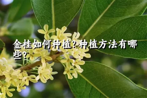 金桂如何种植？种植方法有哪些？