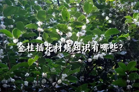 金桂插花材质知识有哪些？