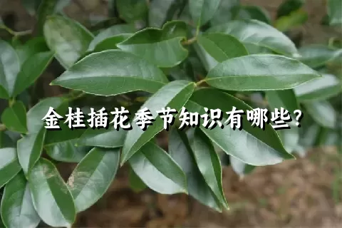 金桂插花季节知识有哪些？