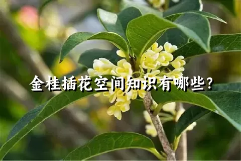 金桂插花空间知识有哪些？