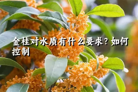 金桂对水质有什么要求？如何控制