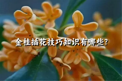 金桂插花技巧知识有哪些？