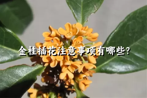 金桂插花注意事项有哪些？