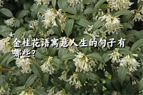 金桂花语寓意人生的句子有哪些？