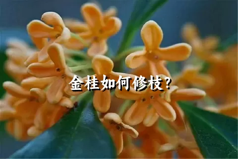 金桂如何修枝？